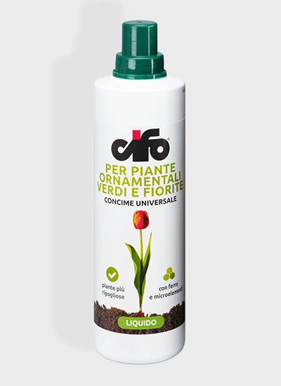 CIFO